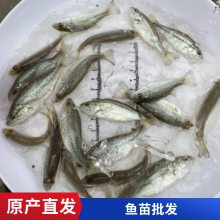  ˮ緱ֳ ׳ɻٲ ѧ ˮˮֳ