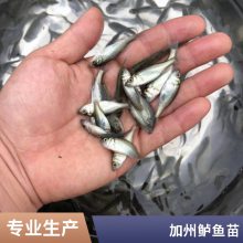 反季海鲈鱼苗 淡水七星鲈鱼苗 3-5公分 活体运输 水产种苗