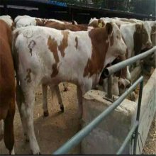 未来5年养牛前景 西门塔尔牛犊多少钱一头 肉牛养殖成本和利润 500斤的肉牛犊价格