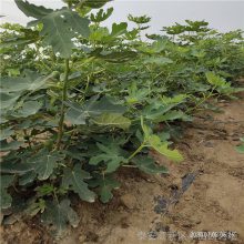 量产无花果树苗 金傲芬无花果树苗 基地*** 丰田园艺