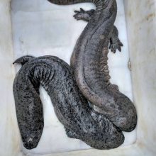 ۸Ĵ۸Żݣֳ