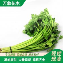 水芹菜苗 野生水生蔬菜 挺水湿地绿化景观植物 浮岛配材