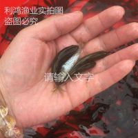 硿⵹   Ӽ 