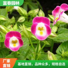 基地 四季草花 供应夏堇 夏 自产自销 基地种植 绿化工程苗