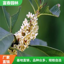 银桂 园林小区庭院常用栽植 公路隔离带绿化常用树 景区观花树