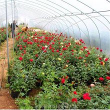 【月季花工程苗 月季花盆栽苗 一二年生月季花苗】产地批发 又多又便宜