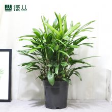 棕竹 耐寒庭院盆栽植物 武汉花园设计 中号塑料盆