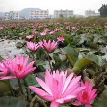 盆栽睡莲种苗基地培育种植 多色盆栽睡莲种苗种植包成活见效果快