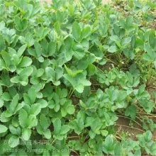 晶玉草莓苗 资讯信息基地 帅阳苗木 甜查理草莓 工程苗基地