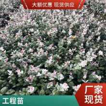 绿化苗木公园景观施工花园养护 绿化苗木小松苗圃根系好