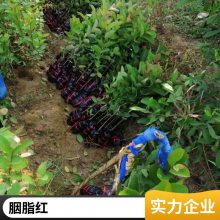 河池红心番石榴苗基地 番石榴苗木批发市场 供应红宝石番石榴苗