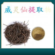 威灵仙提取物 水溶性很好 斯诺特生物 中草药原料