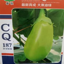 早熟杂交茄子种子 春秋 CQ 187 杂交绿茄种子