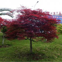 供应园林植物 红枫 红枫树 日本红枫 美国红枫秋火焰小苗