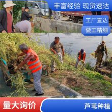 耐寒盆栽适合河道绿化芦苇苗负责施工种植包成活每株3芽以上