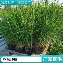 盆栽适合河道绿化耐寒芦苇苗表流湿地水生植物每株3芽以上负责施工种植包成活
