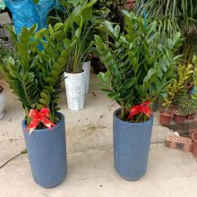 南宁汇成园艺青秀区室内绿植租赁 养护 批发 南宁汇成园艺青秀区室内绿植租赁 养护 批发