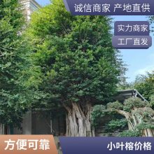 造型小叶榕桩头 精品雅榕桩景绿化工程苗 高7-8m 冠3-4m 基地直发