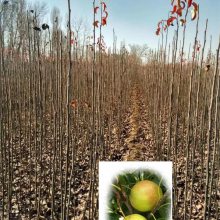 玉露香梨树苗产地价格 1-2年梨树苗远销山西/山东/陕西/河北/河南