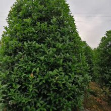 重庆桂花球***格 3米冠桂花笼子基地 精球桂花出售