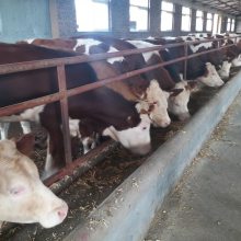 通化牛养殖基地 500多斤的西门塔尔小母牛多少一头
