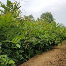 基地2公分紫藤树报价 紫藤花图片