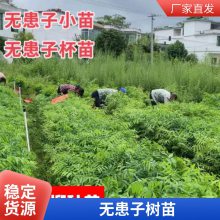 无患子树苗树苗全国品质高厂家九江杨柳种苗