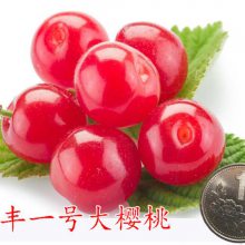 大樱桃树苗 大樱桃苗价格 抗寒大樱桃苗 耐寒大樱桃苗