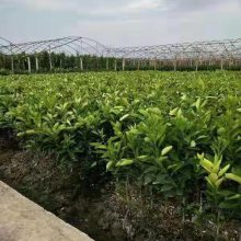 新品种台湾甜葡萄柚苗请认准正达蜜柚