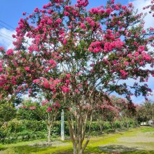 進口紫薇/百日紅品種2020四川成都單杆紫薇叢生紫薇紫薇造型基地***