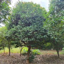 茶花生产基地、茶花庭院观赏树、茶花树小苗盆栽绿植