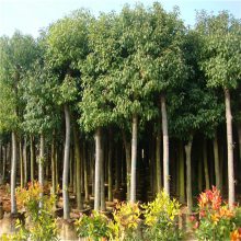 庭院绿化香樟树苗庭院植物小叶香樟四季常青植物南北方种植批发