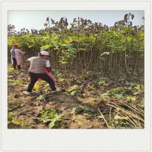 3公分无花果苗 常年种植批发无花果苗 结果早