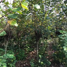 2021年江苏地区地径3公分紫荆价格多少钱一棵盆栽地被基地