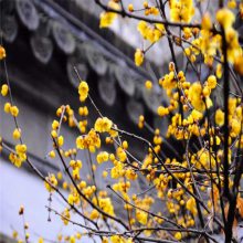 嫁接腊梅花蜡梅树 庭院观赏腊梅小苗 园林小区绿化苗木圆柱形