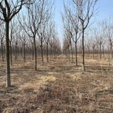 苗圃出售 千头椿 红叶椿 臭椿树 规格齐全 实地选苗 树形高大