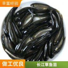 鲜活放生鱼苗 鲤鱼鲫鱼草鱼泥鳅苗等 专车送货上门 运输包活
