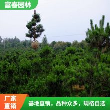 黑松 风景树苗 绿化工程 园林观赏造景植物 道路行道树