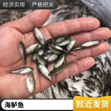 港发品牌 海鲈鱼苗 5公分以上淡水养殖 鱼苗健壮 实惠批发