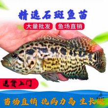 供应石斑鱼苗 淡水花斑鱼苗 高产易养殖溪水石斑