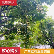 出售精品常绿乔木 红花玉蕊移植苗 规格齐全 货源充足可预订 卓绿