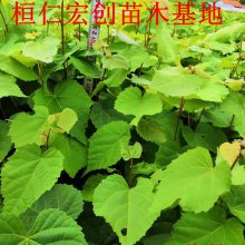 硢С