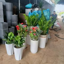 南宁发财树批发广西区内可物流 找汇成园艺