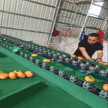 阿克苏苹果选果机 果蔬产后处理机 分拣分级好帮手