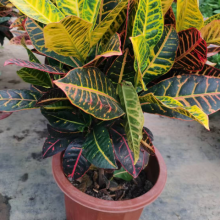 松江区室内绿化养护规范 真诚推荐 上海园中园花艺绿化供应