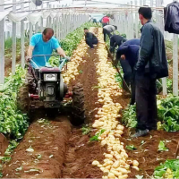 手扶带动拖拉机收获机 新款式刨土豆机械 多行红薯起获收割机