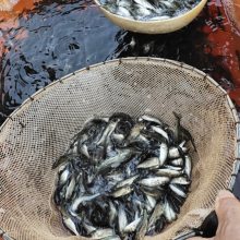 当季热销七星鲈鱼苗 适合淡水养殖 钓鱼场需求量大