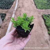 山东花卉种植基地大量供应优质佛甲草 草坪绿化佛甲草 量大从优