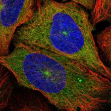  Monoclonal Anti-PARP1