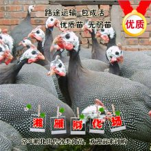 鼦ݲʷＦ߲ɽֱɻ
